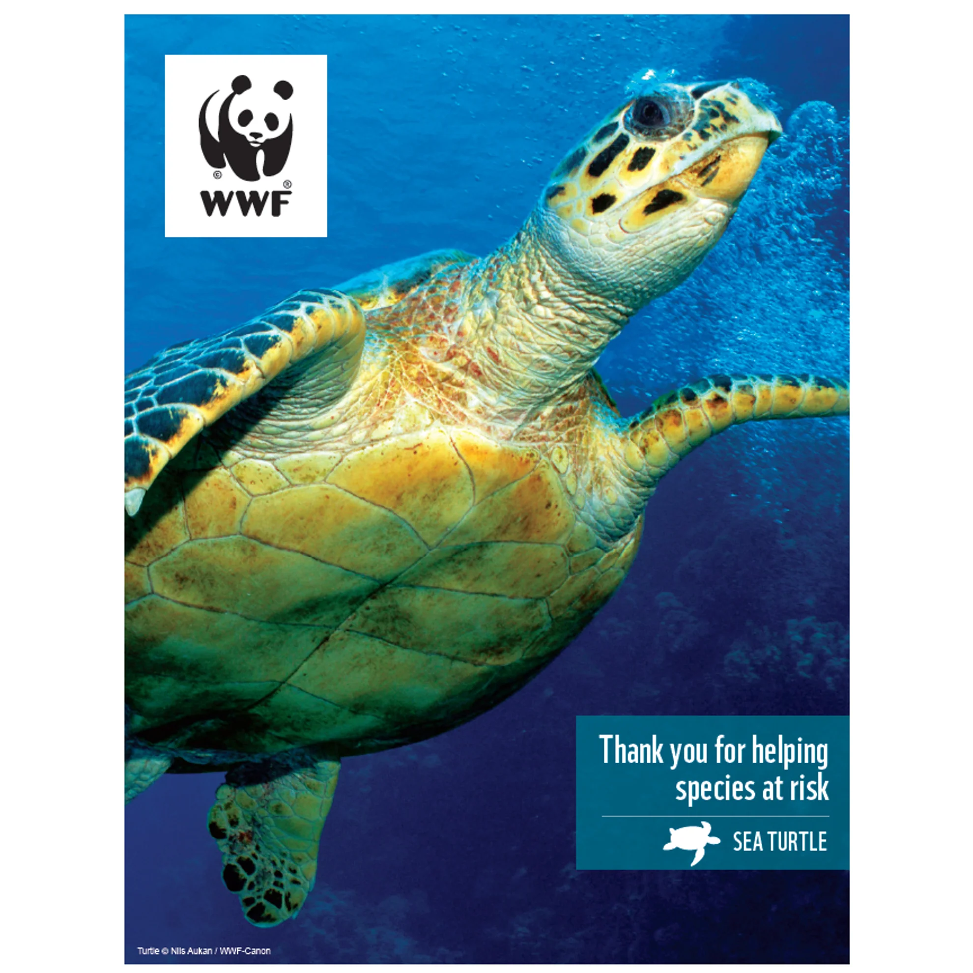 Sea turtle digital adoption - Image 3