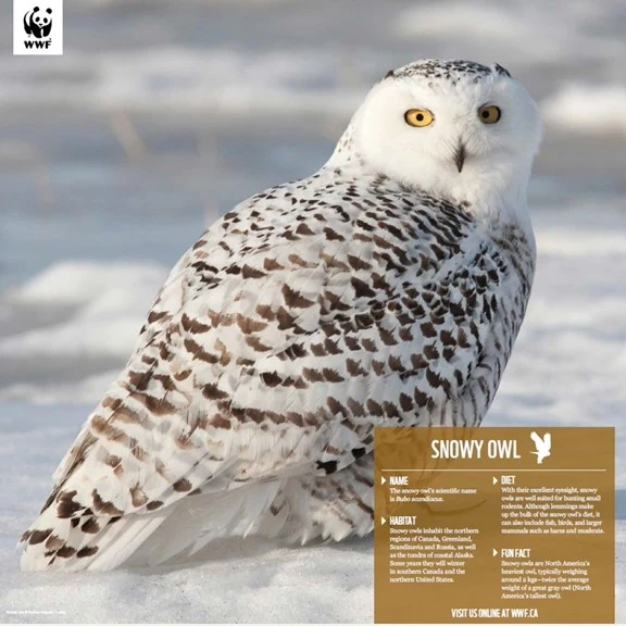 Snowy owl - Image 5