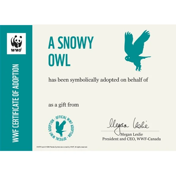 Snowy owl adoption card - Image 3