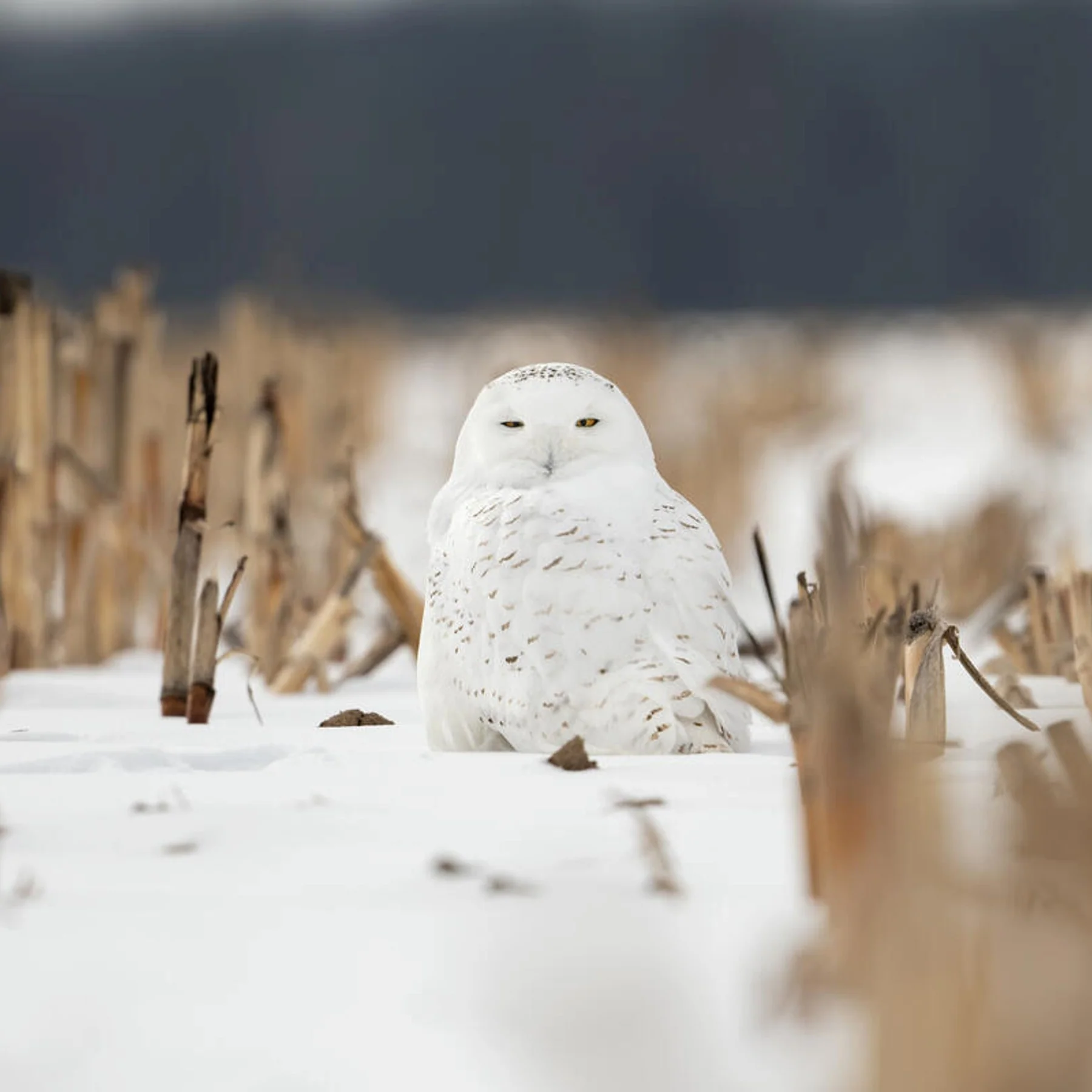 Snowy owl digital adoption