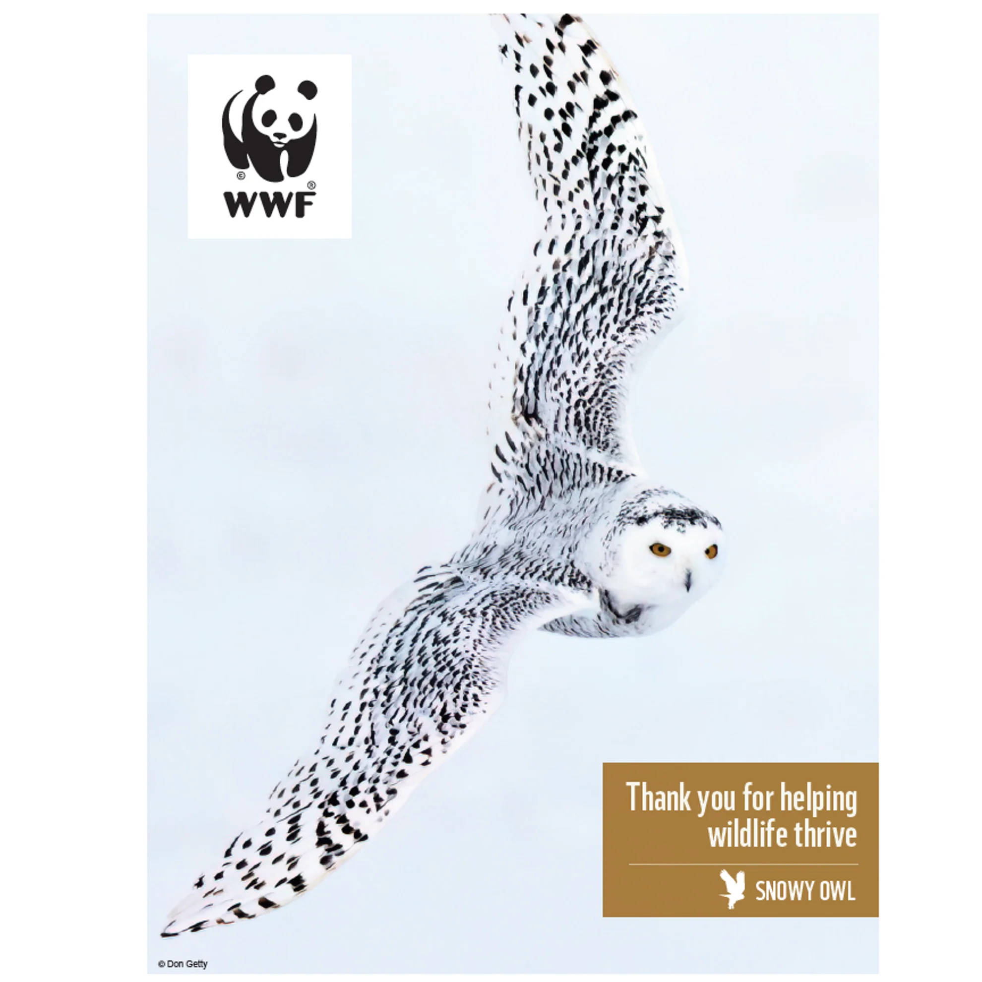 Snowy owl digital adoption - Image 3