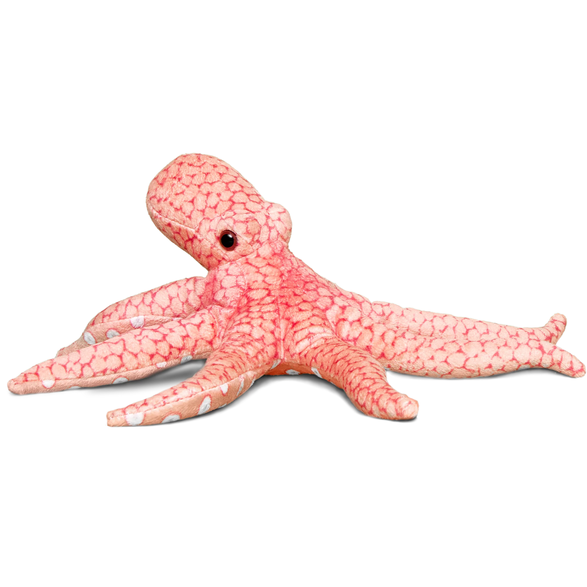 Giant Pacific octopus - Image 2