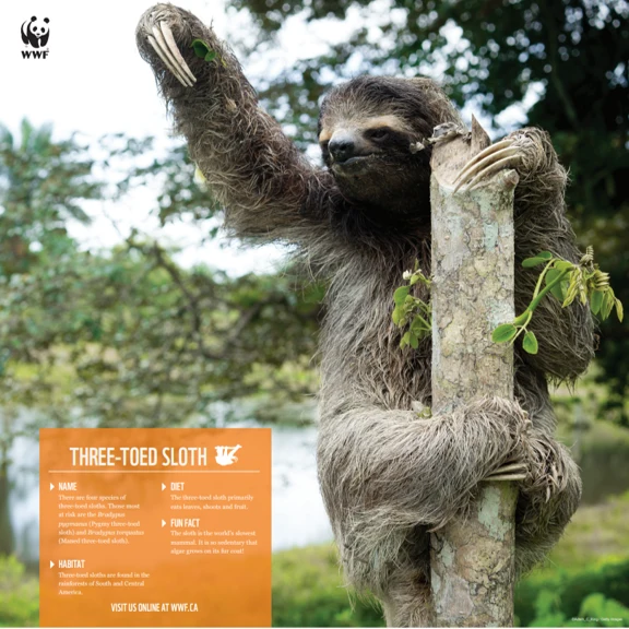 Three-toed sloth - Image 4