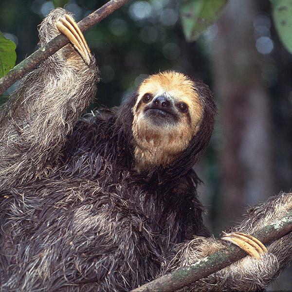 Three-toed sloth adoption card - Image 2