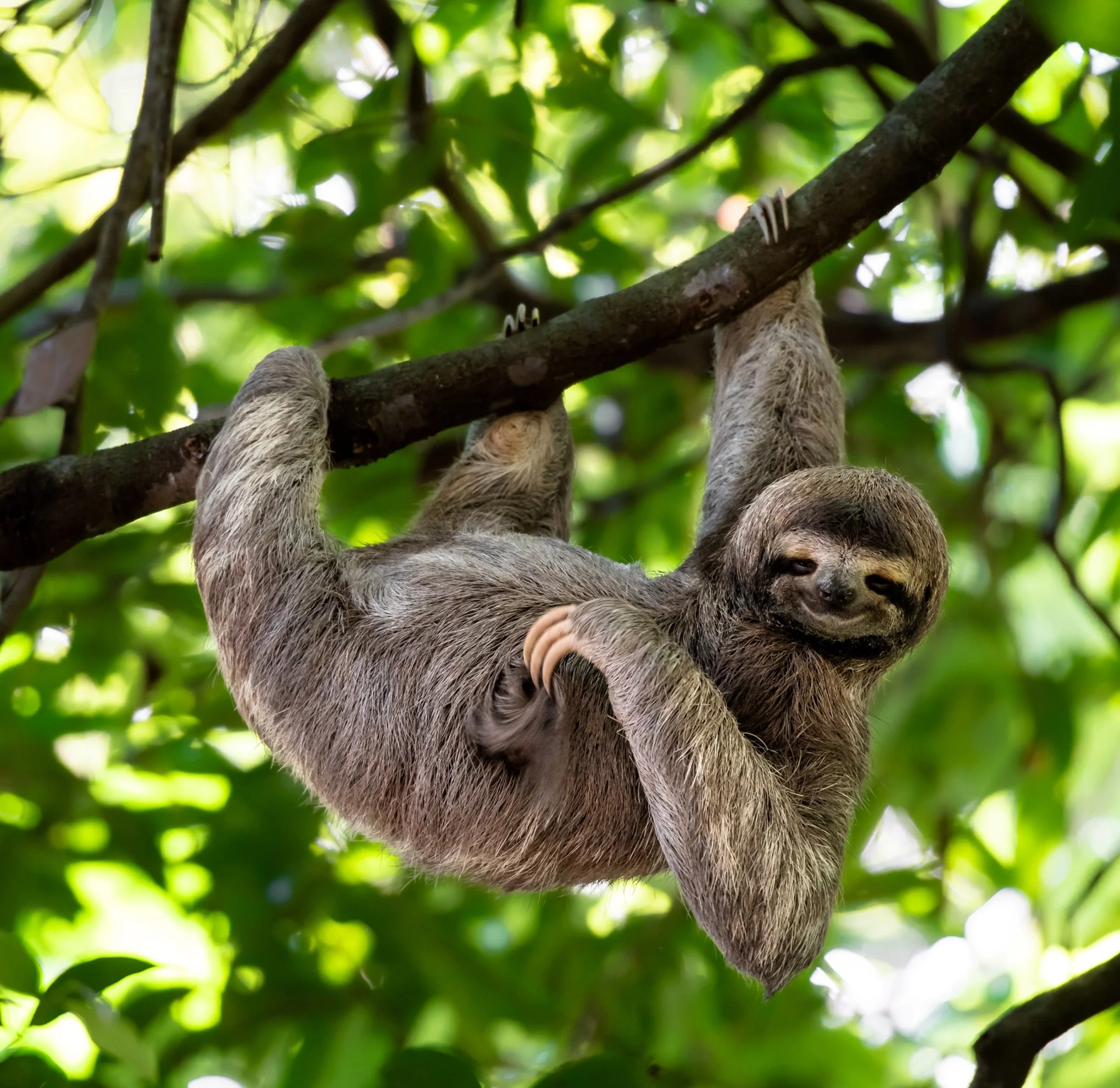 Three-toed sloth digital adoption