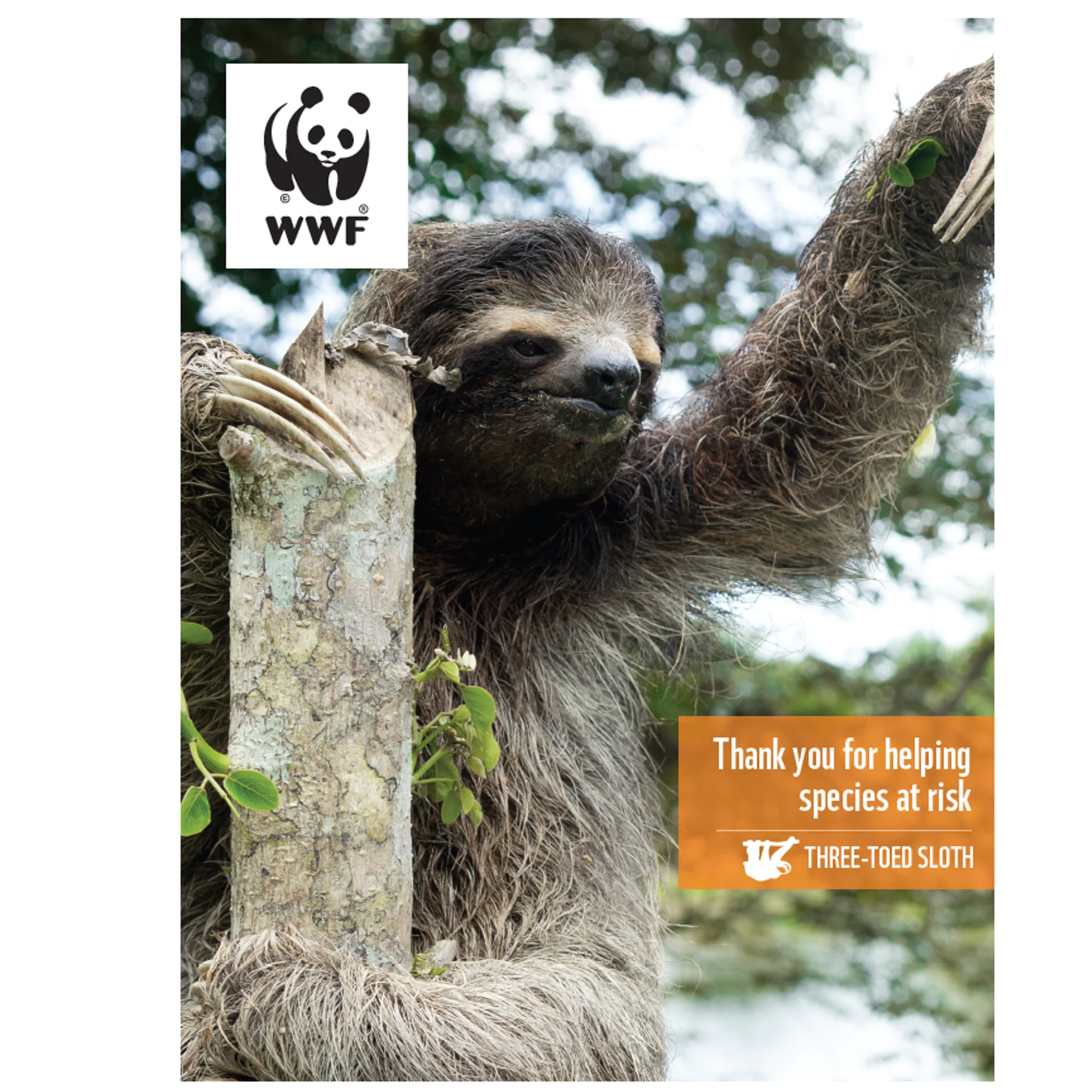 Three-toed sloth digital adoption - Image 3