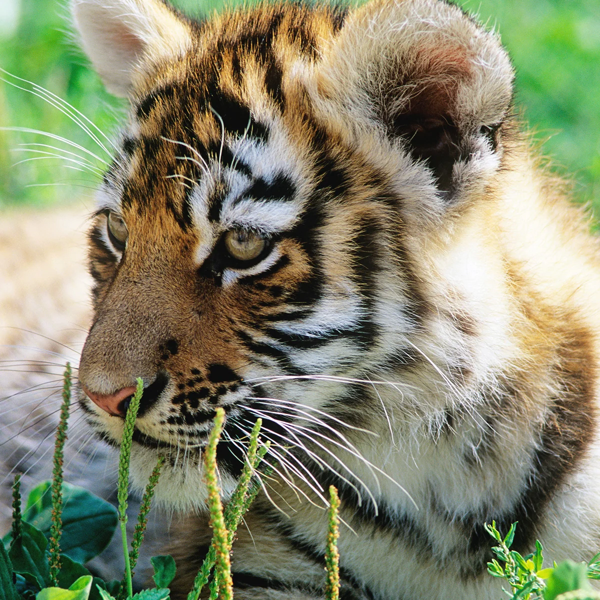 Tiger adoption card - Image 2
