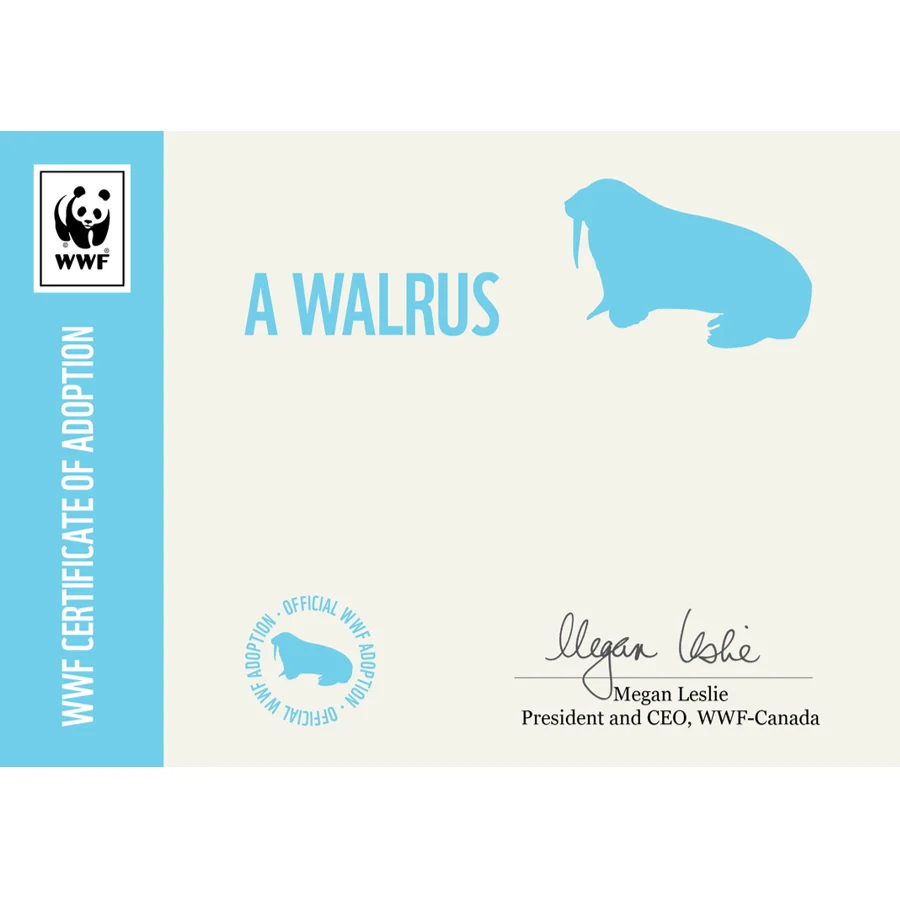 Walrus - Image 3