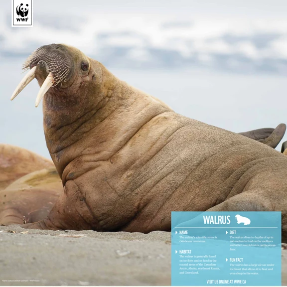 Walrus - Image 4