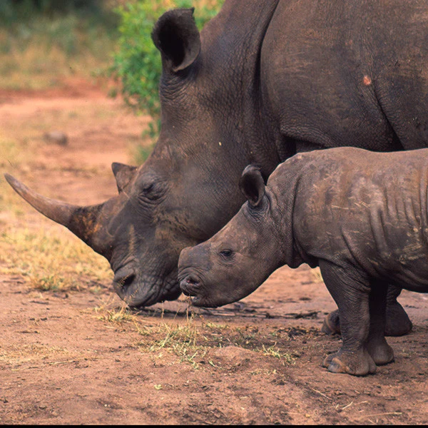 White rhinoceros