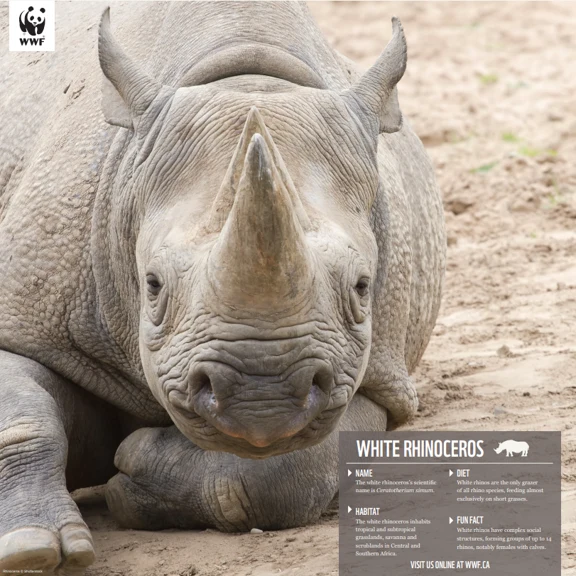 White rhinoceros - Image 4