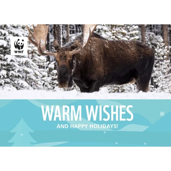 Wildlife holiday greeting cards - Image 4