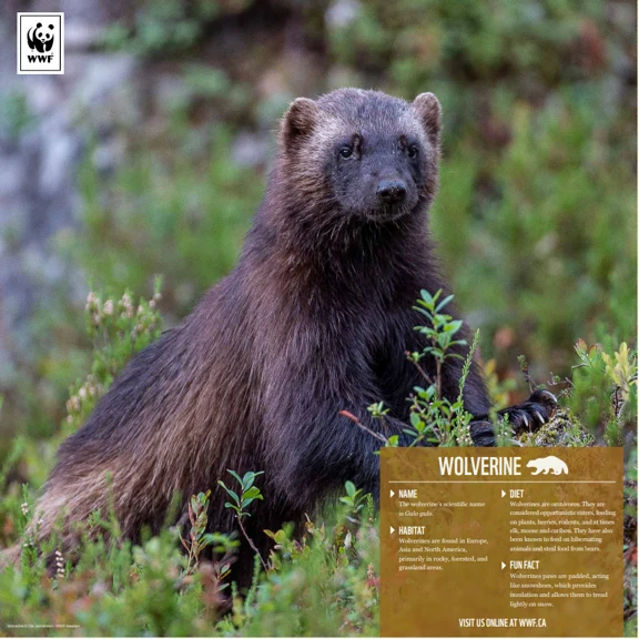 Wolverine - Image 4